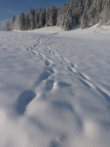 http://metalmidinette.free.fr/img/neige1-1.jpg